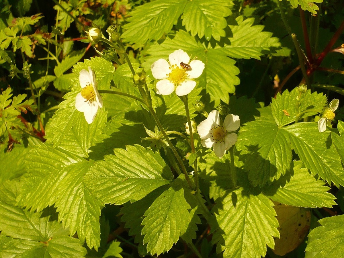 Fragaria vesca (Rosaceae)